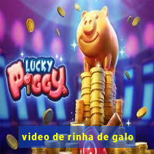 video de rinha de galo